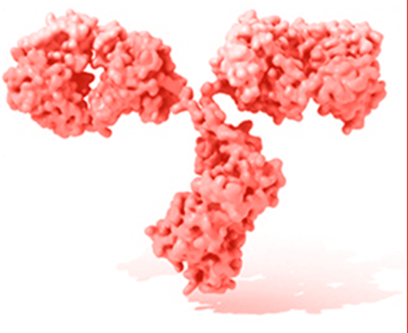 image of an anti-amyloid antibody