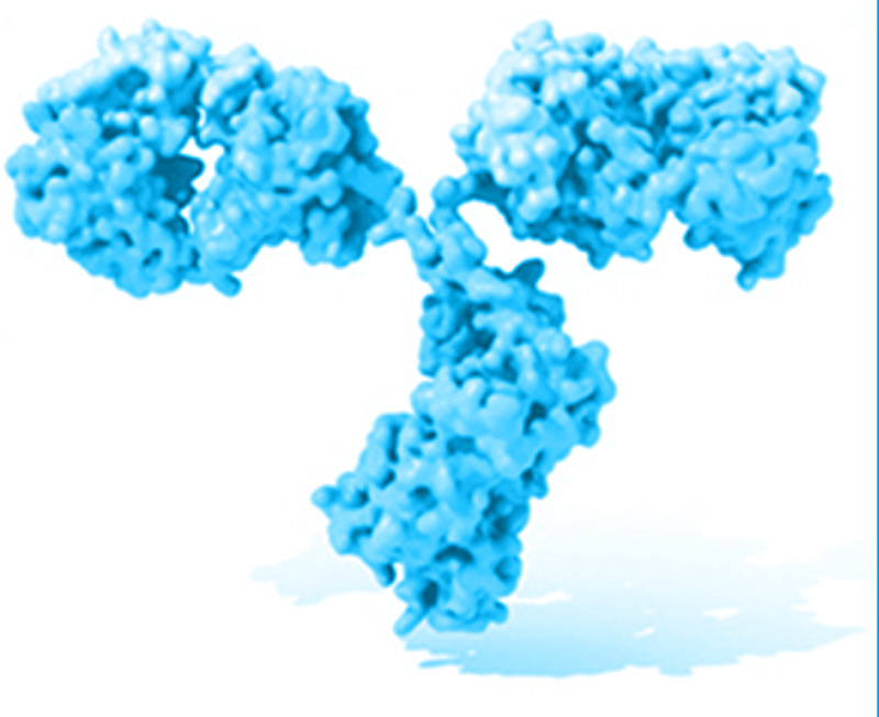 image of an anti-amyloid antibody